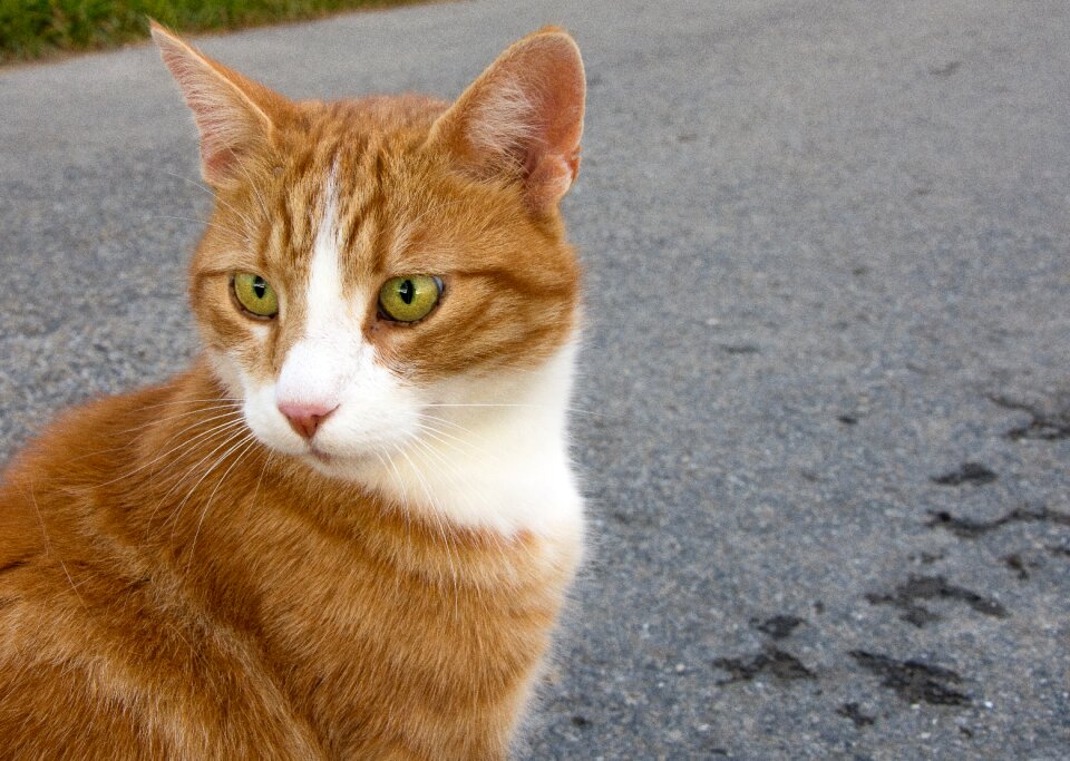 Eyes cat eyes alley cat