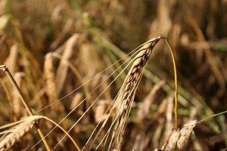 Cereals field summer