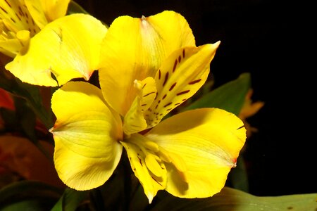 Bloom yellow flower photo