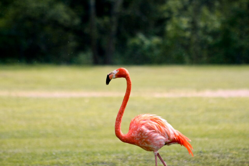 Bird pink flamingo enclosure