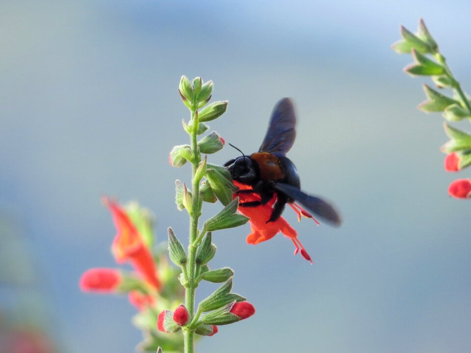 Nature insect summer