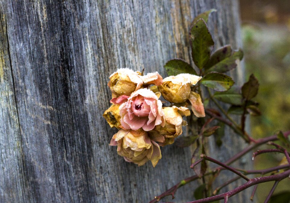 Yellow transience nostalgia
