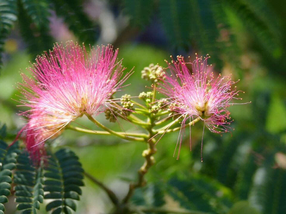 Flowers german federal horticultural show pink