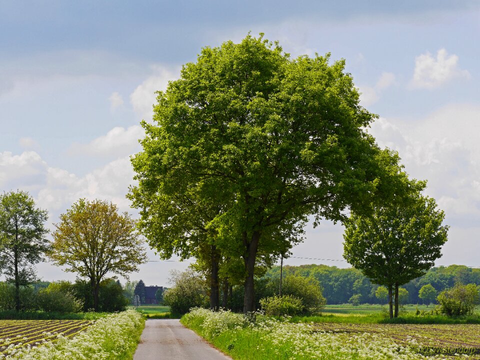 Forests trees foliation