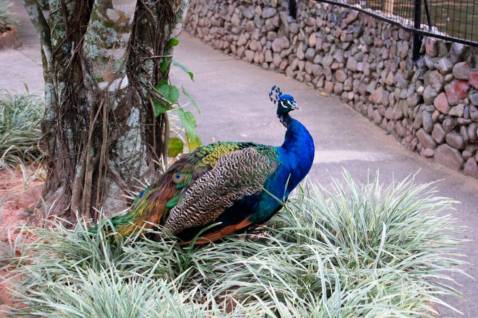Animals animal bird