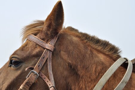 Earhead fur ear