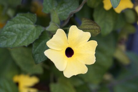 Flower arrangement bloom