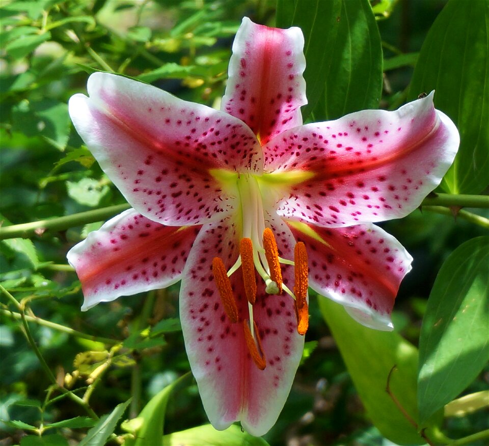 Flower blossom bloom