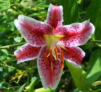Flower blossom bloom