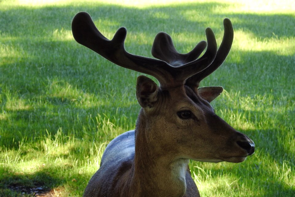 Scheu forest animal wild
