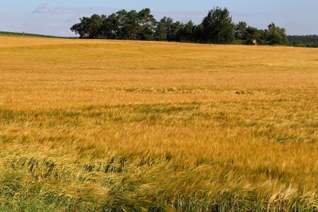 Landscape agriculture cereals photo