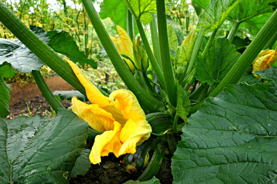 Flower food edible