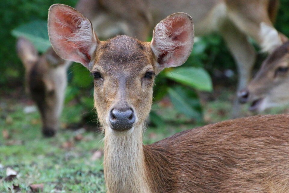 Ujungkulon jungle animal