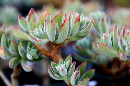 Succulent plant cactus houseleek photo