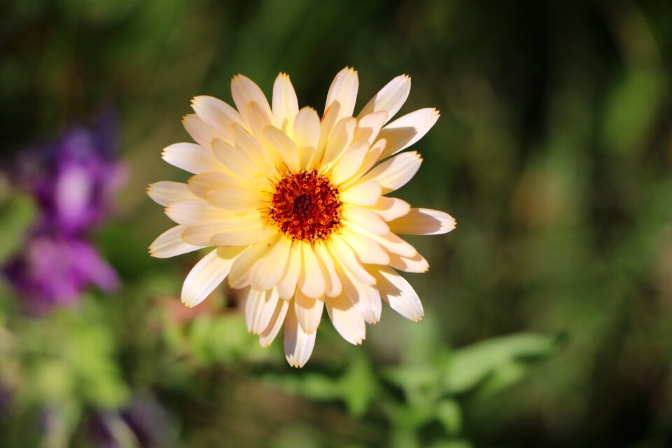 Blossom bloom plant photo