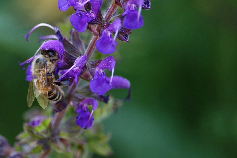 Summer pollination sage photo