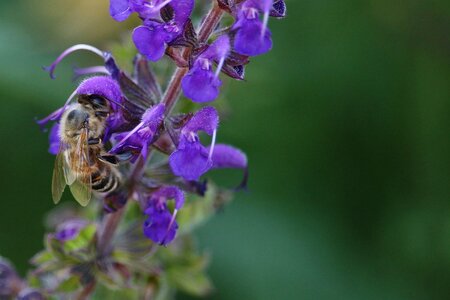 Summer pollination sage