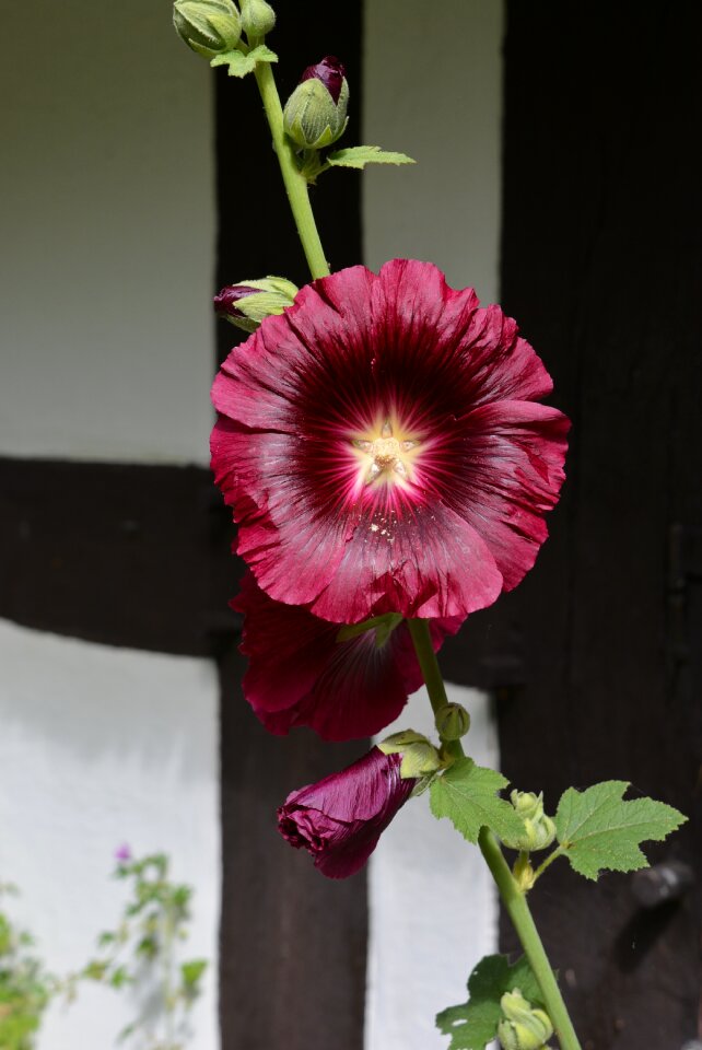 Purple red cottage garden