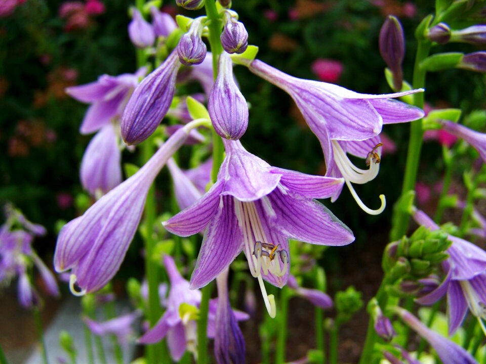 Shadow lily purple flower flower garden