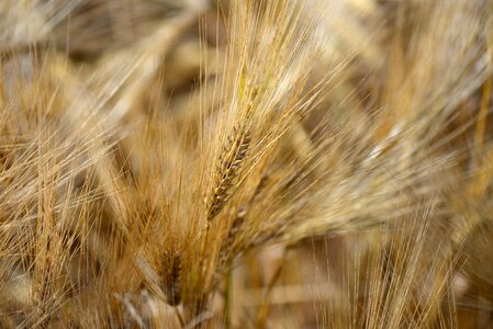 Cereal agriculture summer