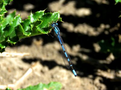 Dragon fly dragonfly photo