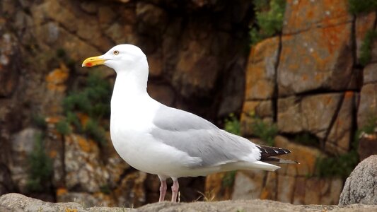 Seagull sea ​​bird birds