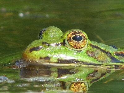 Frog watch water
