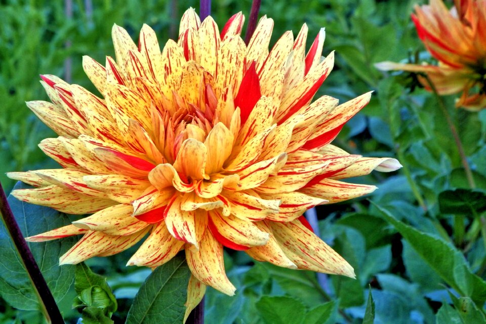 Flower garden flowers flower