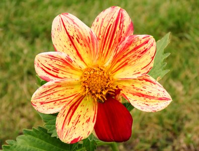Unique flower