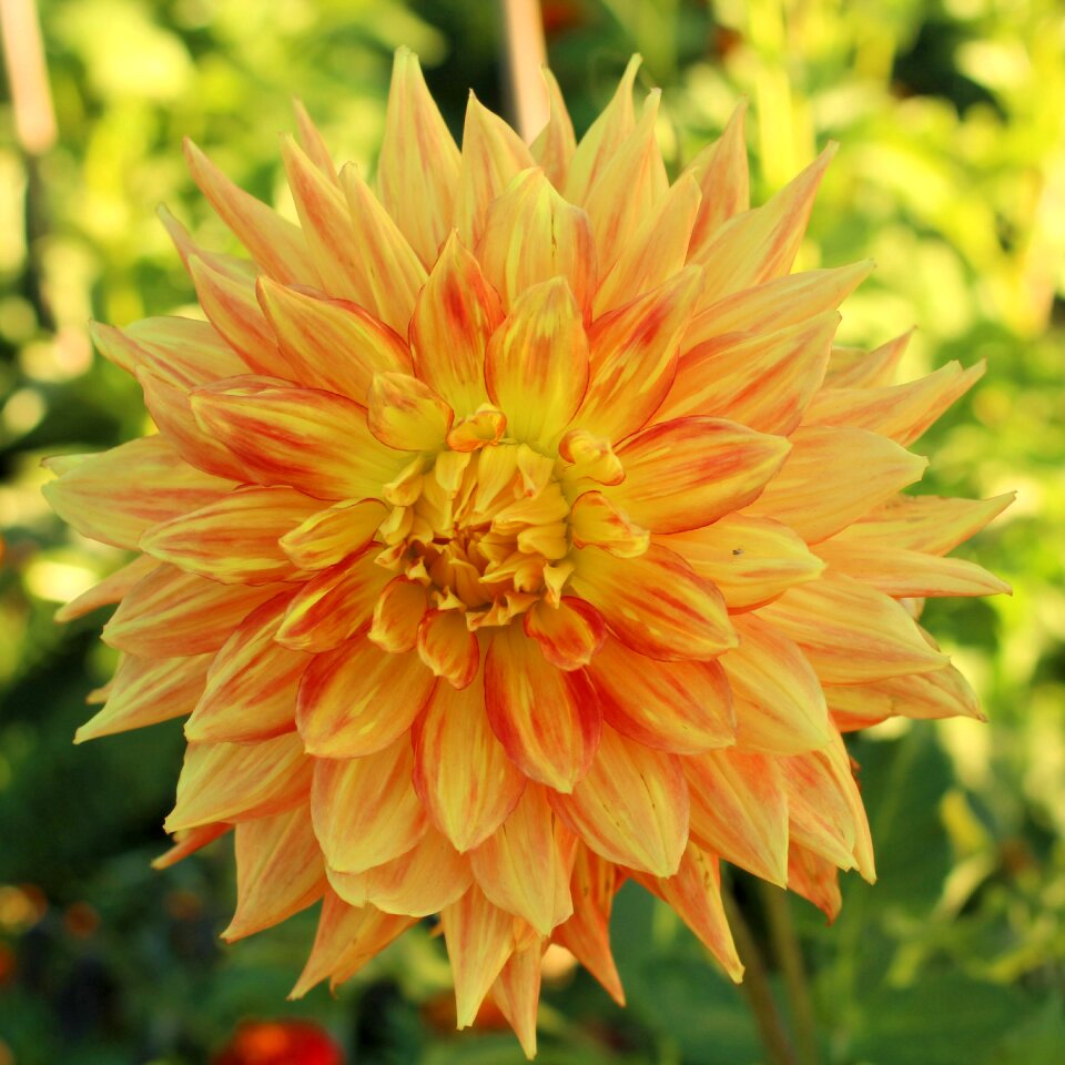 Dahlia flower garden plant dahlia garden