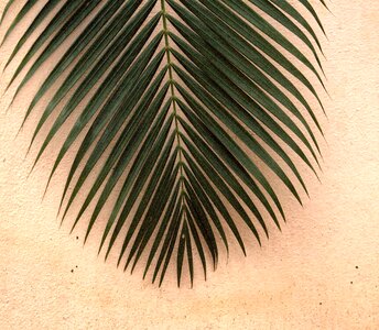 Nature plant fresh