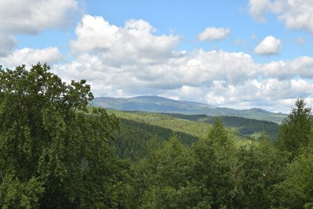 Survey meadow forest
