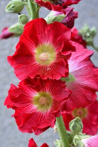 Red flower garden photo