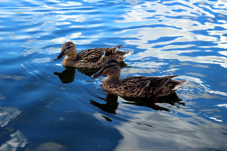 Pond water bird lake