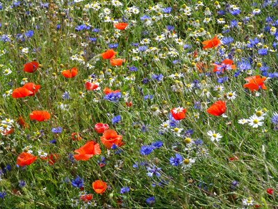 Klatschmohn cornflowers daisies