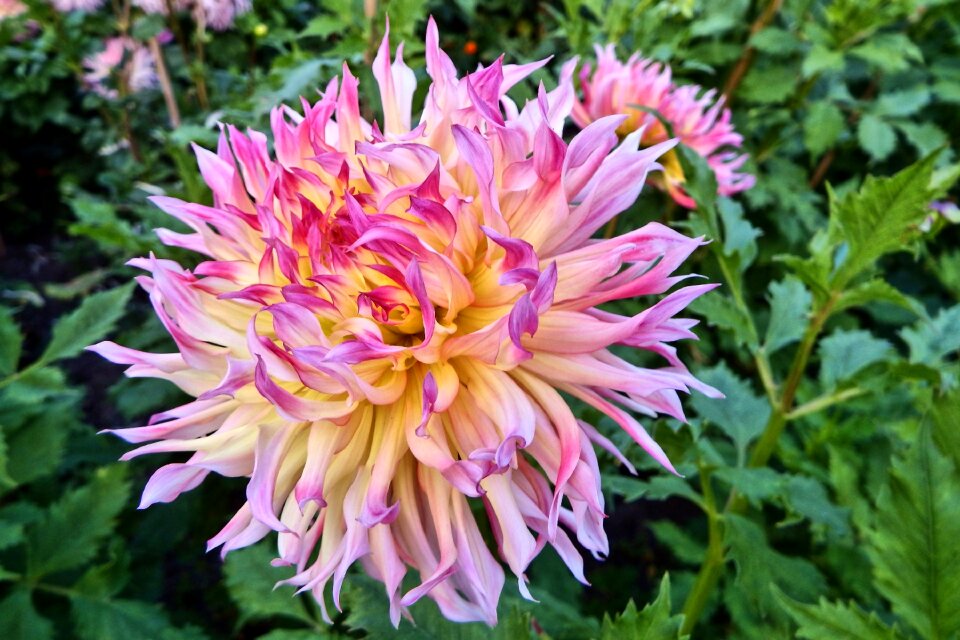Flower garden flowers flower