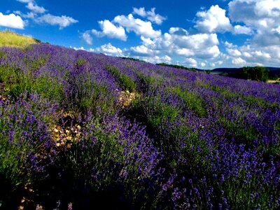 Lavender hill lippe provence lavender flowers photo