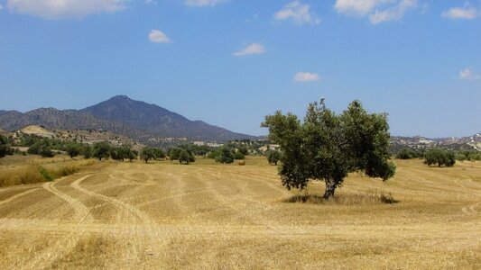 Summer scenery landscape