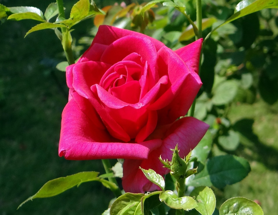 Bloom blooming petal