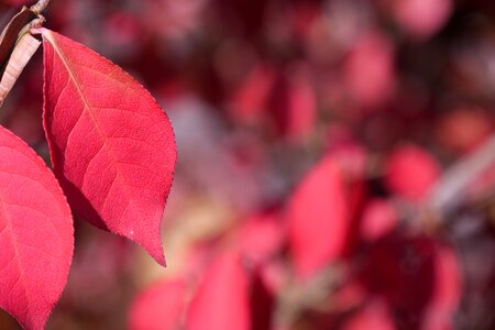 Leaves leaf red maple leaf photo