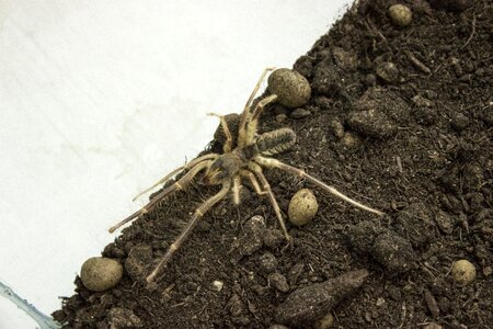 Phalanx camel spider galeodidae
