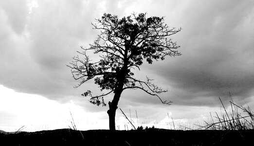 Sunset landscape silhouette tree
