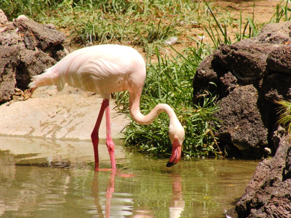 Pink flamingo nature water bird