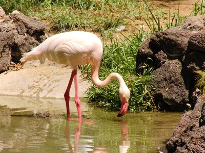 Pink flamingo nature water bird photo