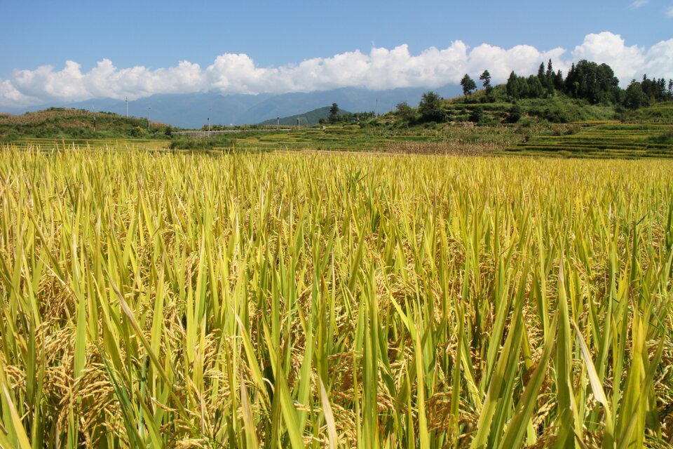 People's republic of china autumn harvest