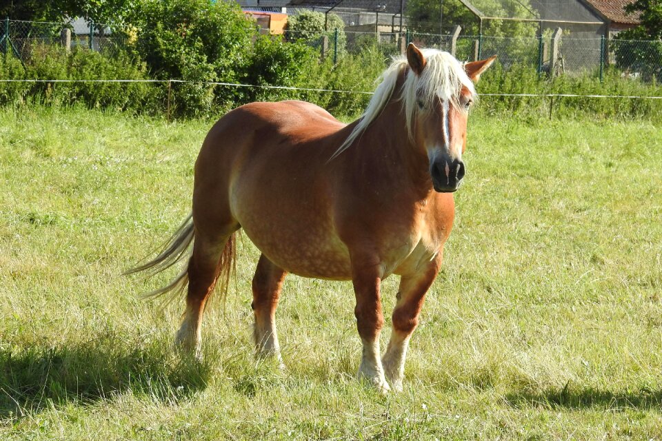 Paddock graze meadow