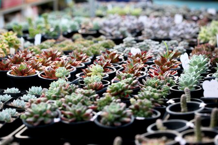 Succulent plant cactus houseleek