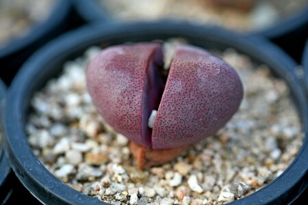 Succulent plant cactus houseleek