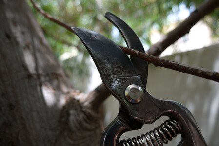 Tanezas scissors nature