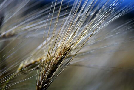 Cereals food agriculture